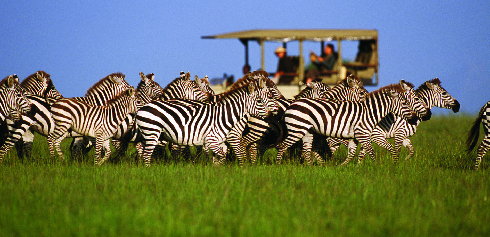 luxury tanzania family safaris and tours made for you